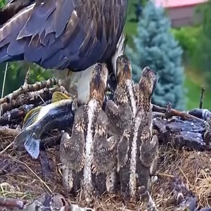 Osprey Eagle Feeding Chicks | Million Viewer