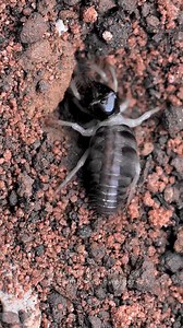 Rhagodes cf. melanus NZ 7.2024 | Clemens Schweiger