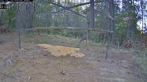 Our panel and suspended traps are designed to allow deer to freely come and go! Check out this short video to see the proof. | Big Pig Trap