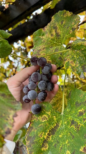 Have you ever tasted homemade grape juice? It’s delicious and super easy to make! My sister found someone giving away their Concord grapes and we couldn’t resist! Reminds me of growing up and drinking it on special occasions! 💗 I am sharing the how to do you can make some too! Link in stories and in my profile! https://www.theidearoom.net/how-to-make-homemade-grape-juice/ | The Idea Room