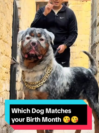 Which Dog Matches Your Birth Month?