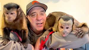 Capuchin Monkey Happy and Monkey Meela have some play time! Happy has so much energy jumping around and playing. Sometimes he gets on Meelas nerves but she is very patient with him. | MonkeyHappy