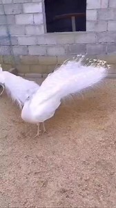 White Peacock (Pavo cristatus) #reelsvideo #reelsviral #birdwatching | Rini Rini