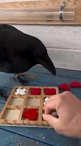 28K views · 77 reactions | Most intelligent bird | Zack Mwekassa in English | Facebook