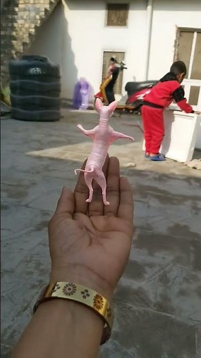 #pinkcat #funny 😜🤣🤩🤪😃😃😛😄😄😝😆😆😀😍😅😅😀😀😛😛😄😄😃😍🤪🤪😃😃😛😛