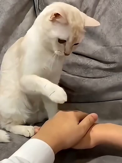 Cute Cats Compilation: Adorable Kittens and Funny Cat Clips