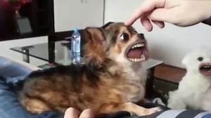 Dogs with human mouths will ruin everything you know and love