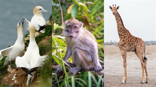 Can animals be gay? Here are the top 10 species attracted to the same sex