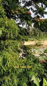 6.5K views · 37 reactions | Nak Tahu Tak? ✅ Hutan Taman Negara...