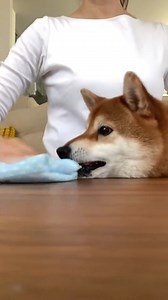 Get….in…..my……mouth Credit- TT-IG @tyatyamarukazoku | Shiba Inu Overload