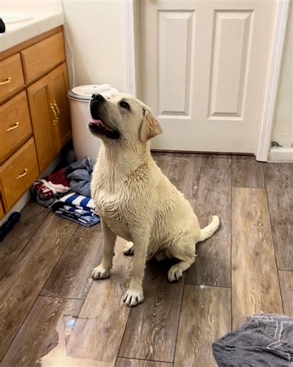 He has his own rinse and spin cycle 😆 | Furry Tails