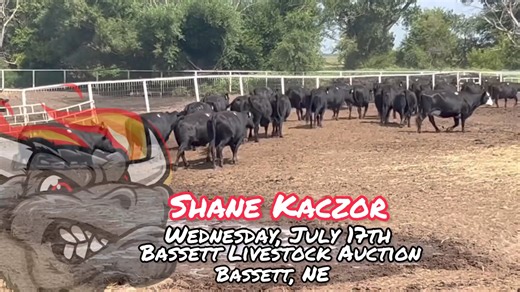 Join Shane and the crew at Bassett Livestock Auction this Wednesday! You can also buy safely online at CattleUSA.com! #salebarn #cattle #livestock #livestockmarket #hotbarn #hotbarnreport #youragnetwork #cattlemarket #animalhusbandry #farmlife #farmanimals #beefcattle | Hot Barn Report