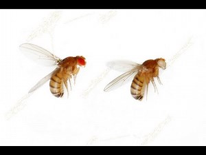 Wild type and Mutant Allele