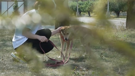 Ukraine: les associations se mobilisent pour venir en aide aux animaux, grands oubliés de la guerre