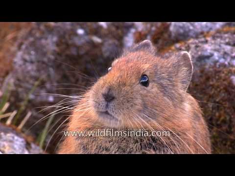 Royle's Pika, the Himalayan Pikachu!