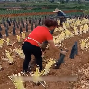 183K views · 242 reactions | Fastest Skillful Workers Never Seen Before, Most Satisfying Factory | Tabouna Food | Facebook