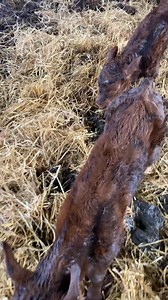 New Year surprise, went off to bed at 3am this cow had given birth to twins, wake up this morning very surprised to see there was 3. Something I’ve never seen before in all my years of calving cows. Happy new year everyone! | Alan Watkins