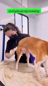 The Fine Tooth #DesheddingRake does it again, folks! 👏 @doghonestgrooming cleaned up this Shiba Inu’s coat without ANY damage to the topcoat. 💯 #ANDISGROOMINGUK #ANDISGROOMNATION #ShibaInu #ShibaInuGrooming https://bit.ly/Andis-FineToothRake | Andis Grooming UK