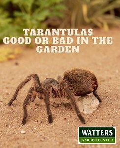 Tarantulas Good or Bad in the Garden? Tarantulas are large, hairy spiders that are native to many parts of the world, including Arizona. They are often feared and misunderstood, but tarantulas can actually be beneficial to your garden. Tarantulas are natural predators of many common garden pests, such as crickets, cockroaches, and beetles. They help to keep these pests under control, which can improve the health of your plants. Tarantulas also help to aerate the soil as they burrow and search fo
