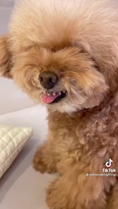 1.1K views · 13 reactions | Za dobro jutro...  | Folder.hr | Facebook