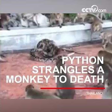Python strangles a monkey to death| CCTV English