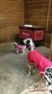 Maryland State Fair on Reels