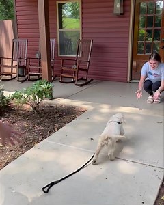 24 reactions | When you’re all done with training and Mrs. Samantha knows your favorite reward is cuddles. She asks Miss Katie to be ready when you turn the corner!! Go get your cuddles Luna girl! We love you so much!!! Hard work deserves big praise! And we are so proud of your progress!!! | Syrah Goldens - The Golden Connection | Facebook