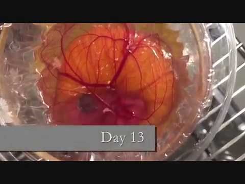 Day by Day Chicken Embryonic Development