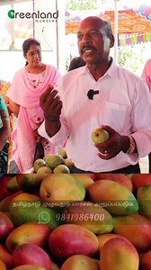 Introducing the amazing Sindhu Mango! 🥭🌟 This seedless mango variety developed by the Indian Horticulture Department is a game-changer for mango lovers. Experience hassle-free eating and indulge in the juicy delights of the Sindhu Mango. Get ready for a unique mango experience like never before! #SindhuMango #SeedlessMango #MangoLovers | Greenland Nursery