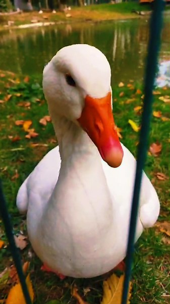 #zoo #зоопаркалматы