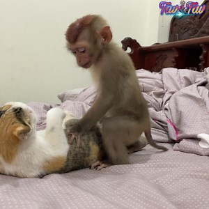 Lovely Baby Tav Tav Getting Hot Mood With The Kitten | Monkey TavTav