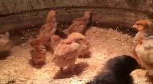 1.7K views · 127 reactions | Got the new chick delivery! Maybe you'll see these guys wandering around in future videos. | How Farms Work | Facebook