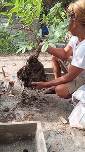 3.3K views · 57 reactions | Pag report ng guava bonsai #kaguys #bonsaivlog #kaguysbonsaigarden | KA Guys Vlog | Facebook