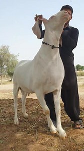 Mashallah Bada Pyara bakra | Naveed Goat Farm