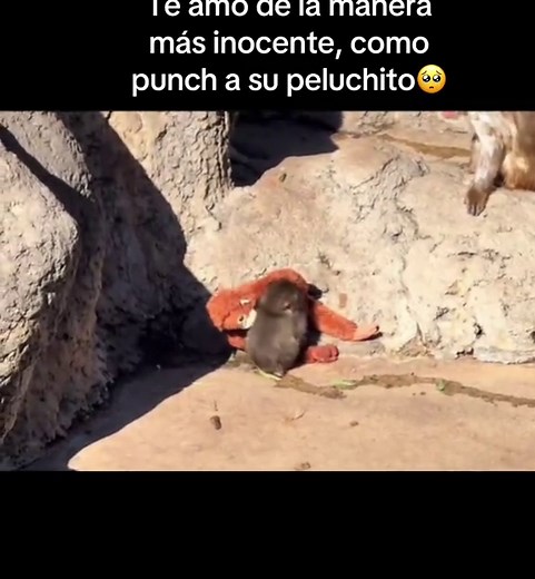 Amor Inocente: Punch y Peluchitos