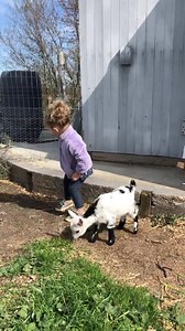 156K views · 6.1K reactions | Our two year old is trying to teach the goats how to jump  | Story of This Life | Facebook