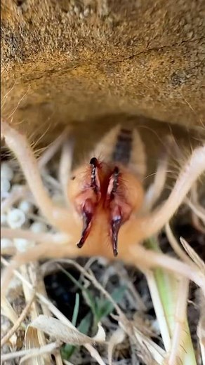 Angry Camel Spider Screaming