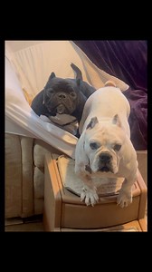 2.6K views · 68 reactions | Agility dogsenjoying the sofa, fan, and air conditioning on a hot day in Eugene Oregon!Raisen is looking and feeling so much better already! #LittleRescueintheWoods #Luvable #squishyface | Luvable Dog Rescue | Facebook