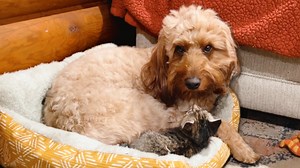 52K views · 6K reactions | Kitty Update with Uncle Earl AFH T-Shirts, Hoodies, and Hats! https://www.armsfamilyhomestead.com Follow us on Facebook.https://www.facebook.com/armsfamilyhomestead/ https://www.facebook.com/dejayarmsphotography https://www.instagram.com/arms_family_homestead_official/ https://www.instagram.com/dejayarmsphotography Arms Family Homestead PO Box 167 Sulphur, Ok 73086 | Arms Family Homestead | Facebook