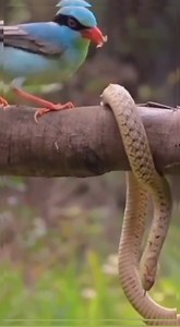 15K views · 103 reactions | Strong and fearless Java sparrow bird defeats gigantic snake | Creature Trending | Facebook