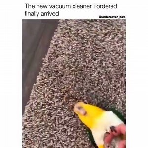 28K views · 1.3K reactions | Birb Memes on Reels | Facebook