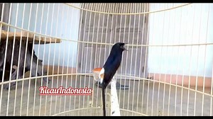 65K views · 949 reactions | Kicau Burung Murai Batu ☕ | Kicau Indonesia | Facebook