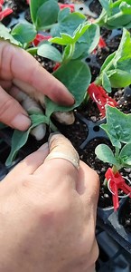 3.2K views | Golden ball grafting technique, upside down grafting #golden #ball #grafting #shorts #trend | unique grafting | Facebook