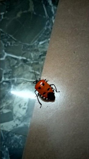 Insects | Heteroptera