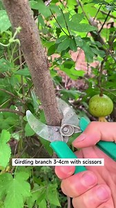 2.4K views · 32 reactions | Pomegranate fruit tree Air Layering #airlayering #propagateplants #propagated #foryou #fyp #airlayeringpropogation | Grafting&Planting | Facebook