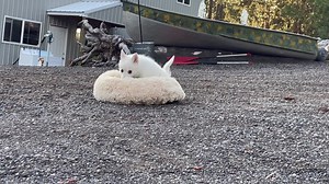 36 reactions | Name: Billie  Sex: Female DOB: 3/27/23...