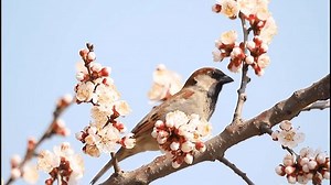 House Sparrow Perching On Blooming Apricot Stock Footage Video (100% Royalty-free) 4003222985 | Shutterstock