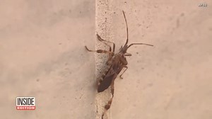 People in Connecticut say the recent wet weather has brought unwanted guests into their homes: stink bugs, who apparently hate the rain. | Inside Edition