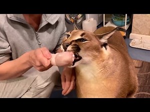 Big Floppa Loves to Eat Chicken : Caracal