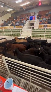 14K views · 495 reactions | 24 hfrs 682# @ $210 | Woodward Livestock Auction, Inc | Facebook